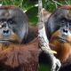 Orangután usa planta medicinal para curar una herida; intriga a científicos