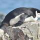 Pingüinos duermen 12 horas al día al sumar miles de microsueños