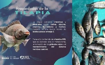 Llama Secretaría de Agricultura de Sonora a consumir pescados, como la tilapia